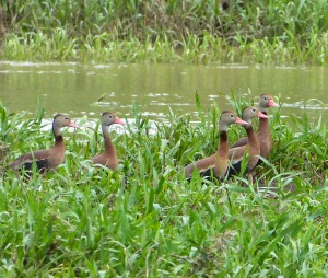 Black Bellied Whistling Duck - Costa Rico 