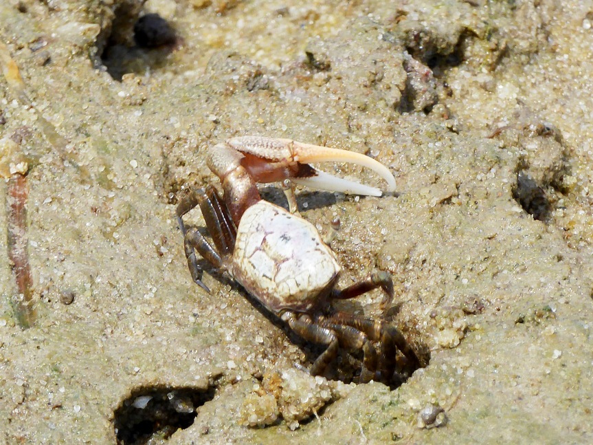 Male crab trying to attract female