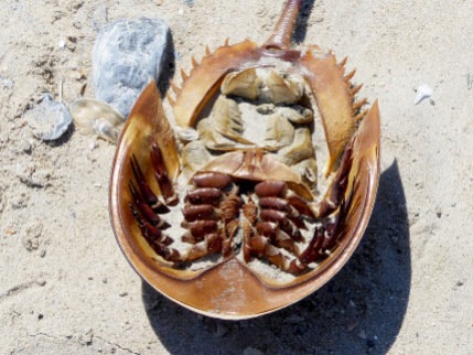 Intact Horseshoe Crab