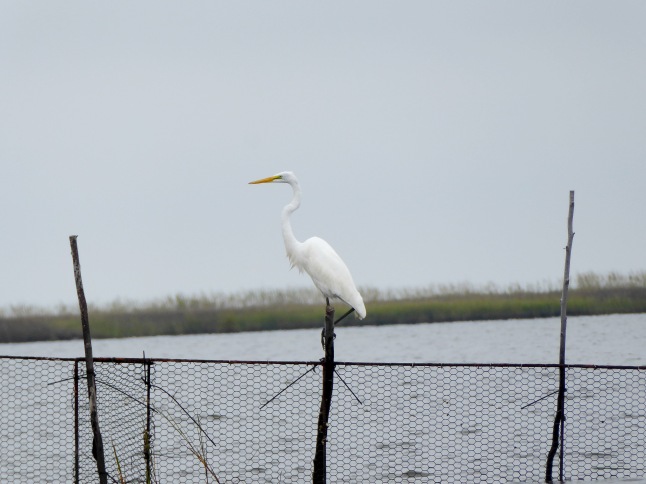 Egret on a post