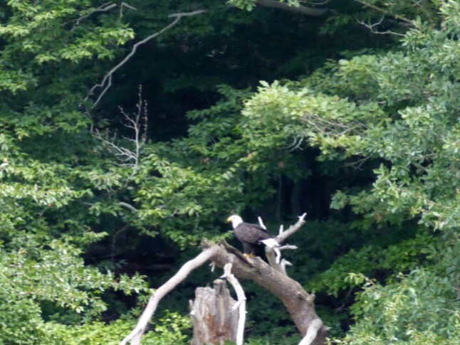 20170810_144623_Bald eagle near Stony Point