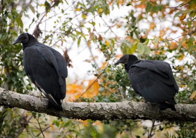 Black Vultures show keen interest