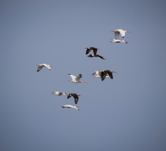 Flock of Ibis
