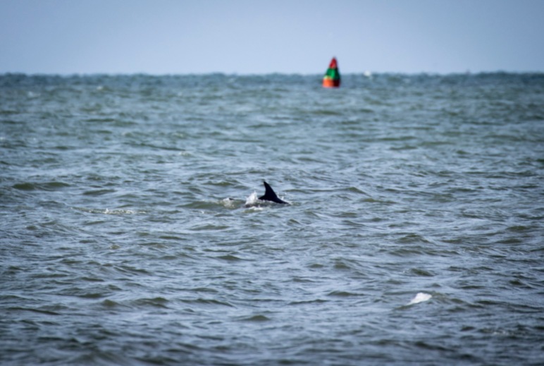 Dolphins at Play in the Water