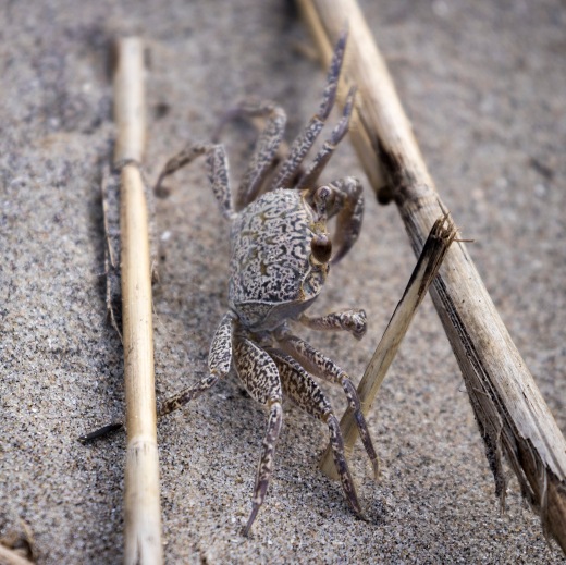 Ghost Crab on the Beach