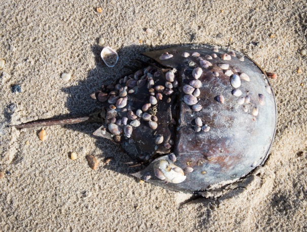 Naturally Bedazzled Horseshoe Crab Shell