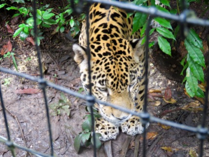 Jaguar - Belize Zoo