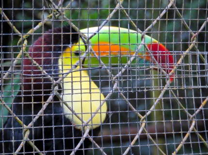 Keel-Billed Toucan - Belize Zoo