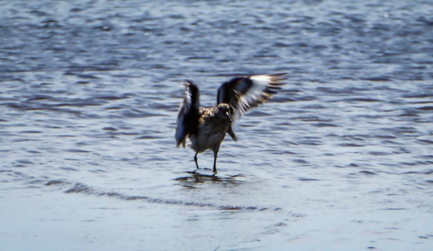 Willet in the water