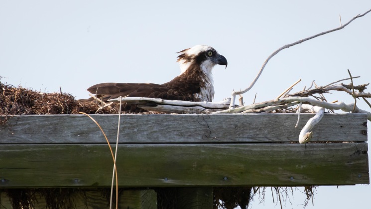 Nesting Osprey on the way to Smith Island