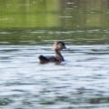 20180729_120329_Female wood duck leading us away from something